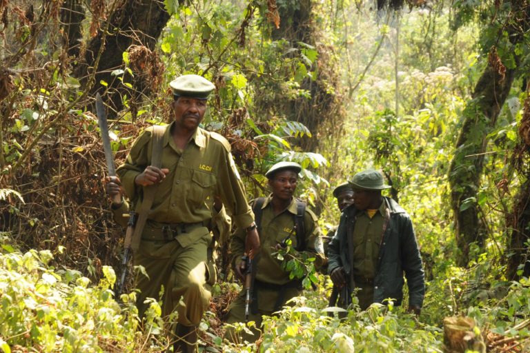 RDC : Le Parc National de Kahuzi Biega condamne l’attaque des ses agents par des miliciens Mai mai à Shabunda.