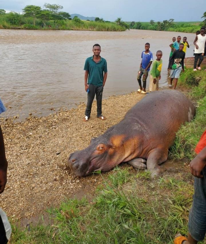RDC : Massacre continu d&rsquo;hippopotames dans l&rsquo;indifférence générale à Kamanyola