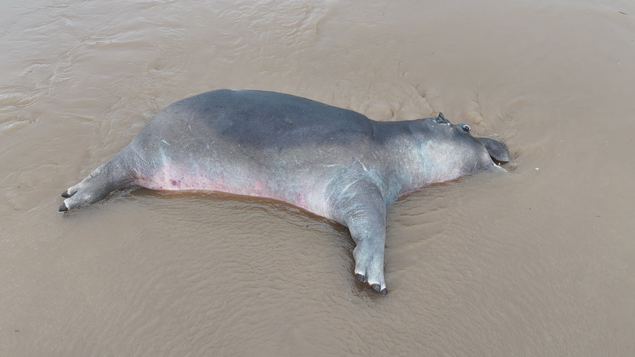 RDC : Une épizootie dévaste la faune du Parc National de Virunga, risque de transmission à l’homme