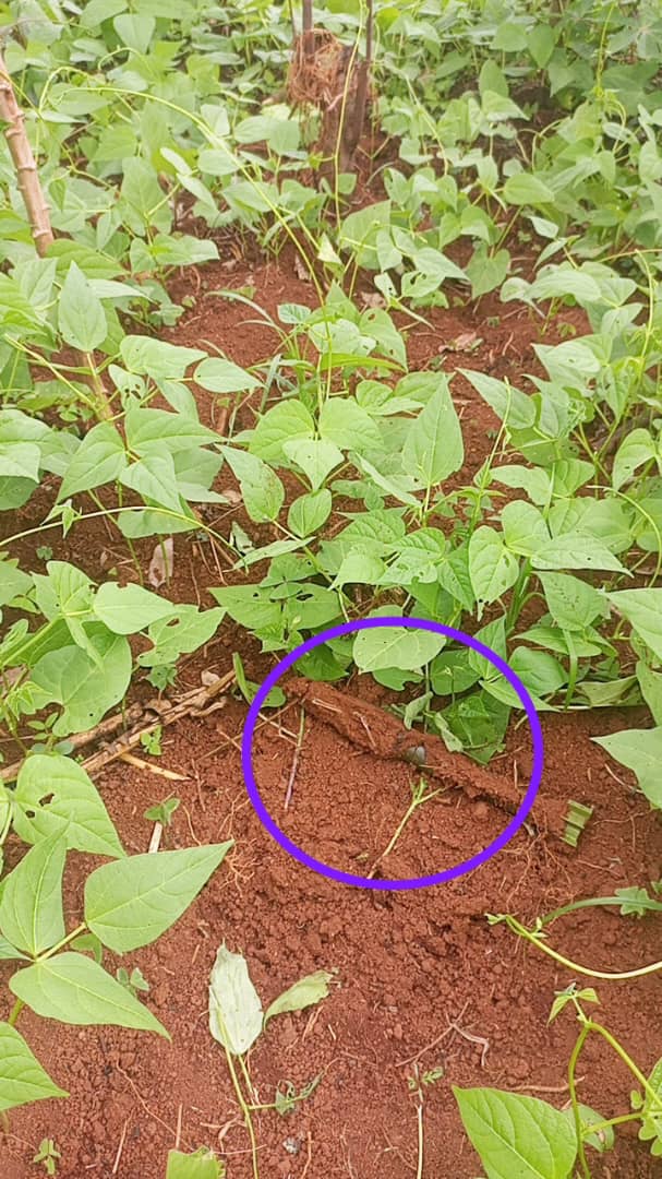 Sud-Kivu : la guerre invisible des mines piégées menace les civils