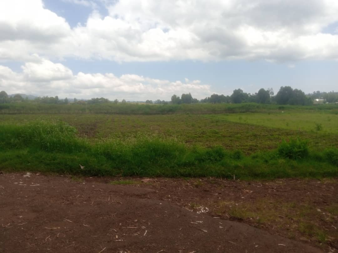 RDC : Plusieurs champs dévastés par la pluie au Sud-kivu .