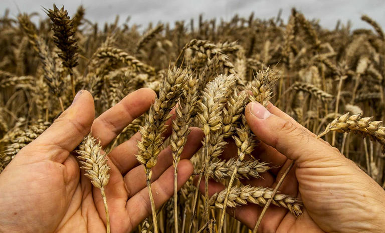 Marché du blé : l’Algérie écarte définitivement la France