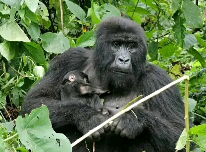 RDC : Un nouveau né dans la famille de gorille de Montagne Wilungulu.